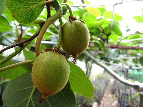 IMG_3331_調整大小 .JPG IMG_3331_調整大小 .JPG