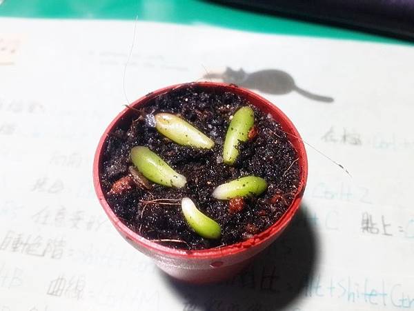 虹之玉 葉孵 虹之玉 葉孵