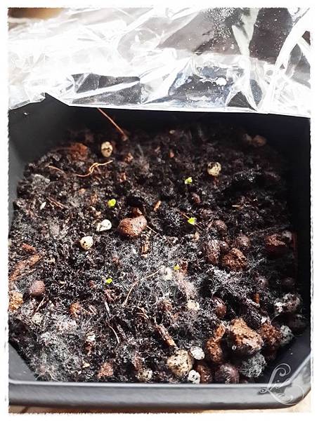 碧光環-2日發芽 碧光環-2日發芽