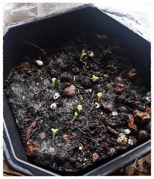 碧光環 14DAY 發芽 碧光環 14DAY 發芽