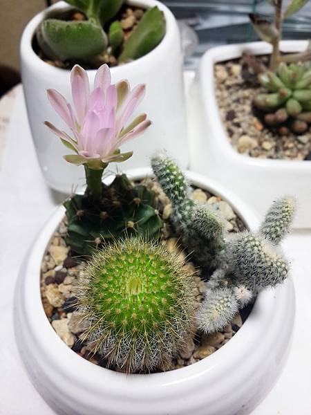 翠晃冠-開花 翠晃冠-開花