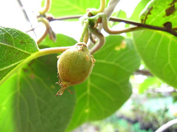 IMG_3333_調整大小 .JPG IMG_3333_調整大小 .JPG