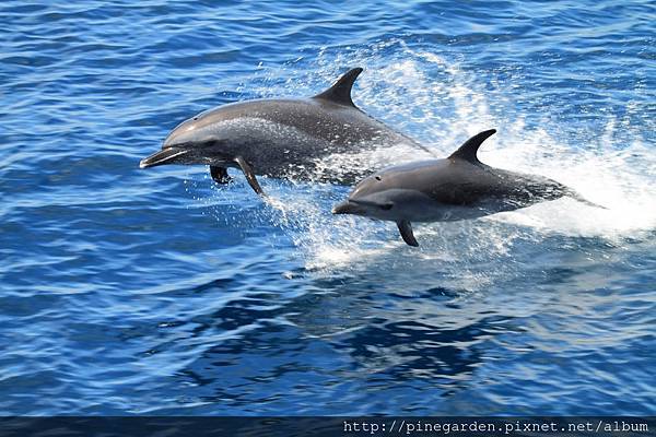 熱帶斑海豚(1)