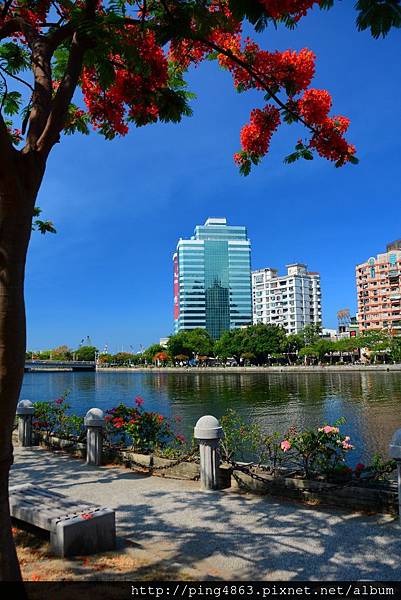 20150517高雄鳳凰花開 235 (683x1024).jpg