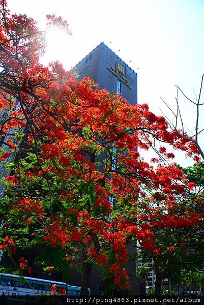 20150517高雄鳳凰花開 274 (683x1024).jpg