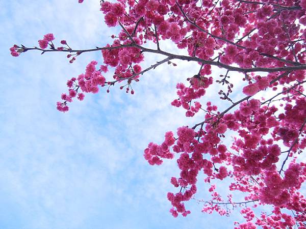 新社 ─ 櫻花道