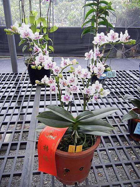 第二波 ─ 蘭花展