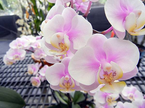 第二波 ─ 蘭花展