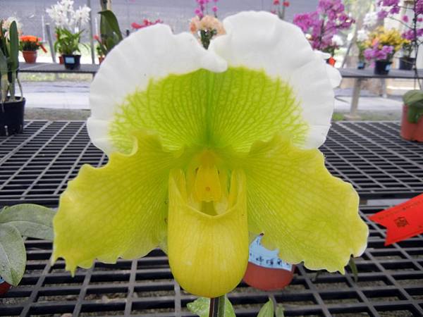 第二波 ─ 蘭花展