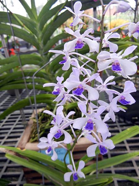 第二波 ─ 蘭花展