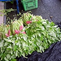 宜蘭空心菜