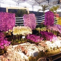 台南 ─ 2013國際蘭花展