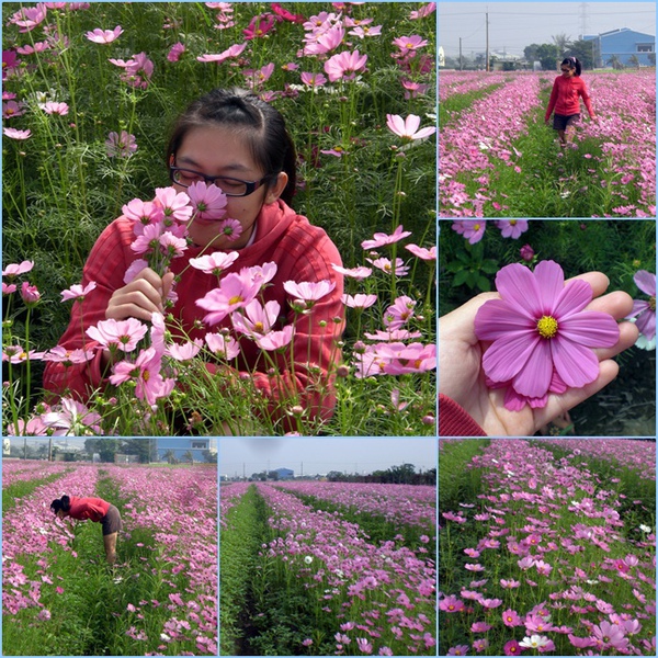 高雄大寮花海