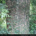 黄枝油杉 (6)