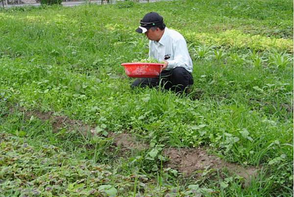 蔬菜採摘