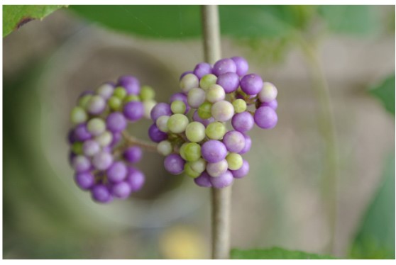 杜虹花紫色果實2