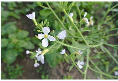 籮蔔植栽區，花蕊