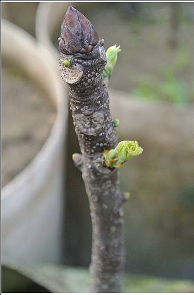 台灣稀有種植物「鐘萼木」的新葉芽正待放，花萼為鐘形，故名之