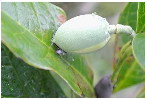 「夜合花」待綻放的花苞