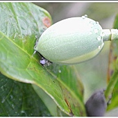 「夜合花」待綻放的花苞