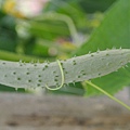 夏季美白聖品-小黃瓜