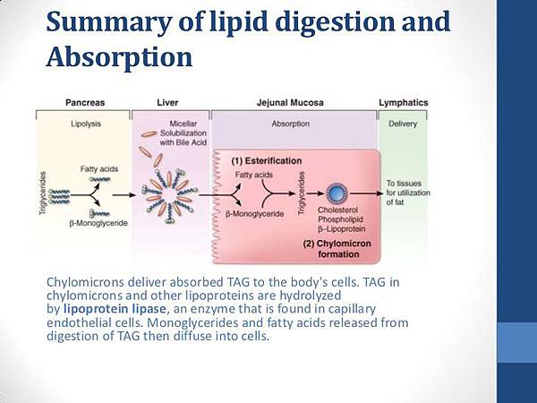 digestion-and-absorption-of-lipids-44-728