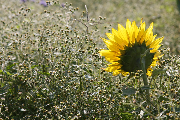 陽光 花3.jpg