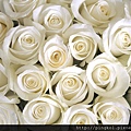 white-rose-wallpaper-3.jpg