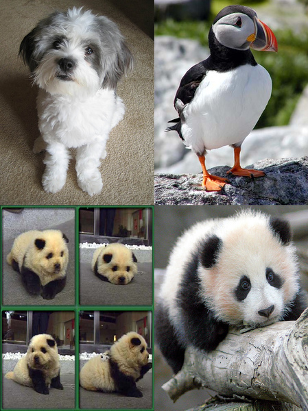 puffin.bmp puffin.bmp