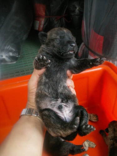 台灣犬 幼犬有條件 送養 開始登記了 Pingo0311的部落格 痞客邦 台灣犬 幼犬有條件 送養 開始登記了 Pingo0311的部落格 痞客邦