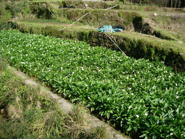 上山只有照海芋田...沒跟海芋合照@@