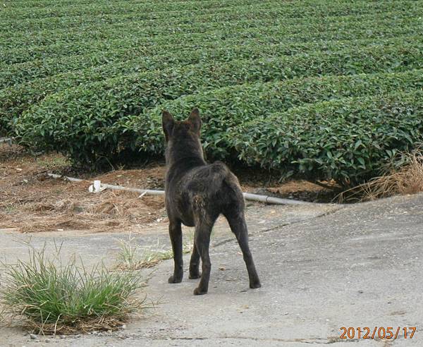 甲斐犬~綺麗姬 203..天