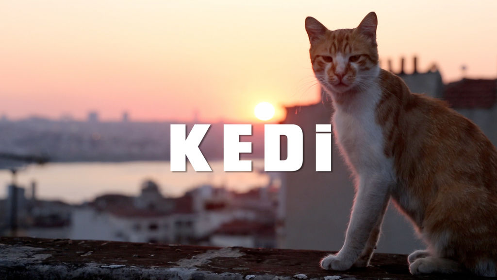 KEDİ (22).jpg