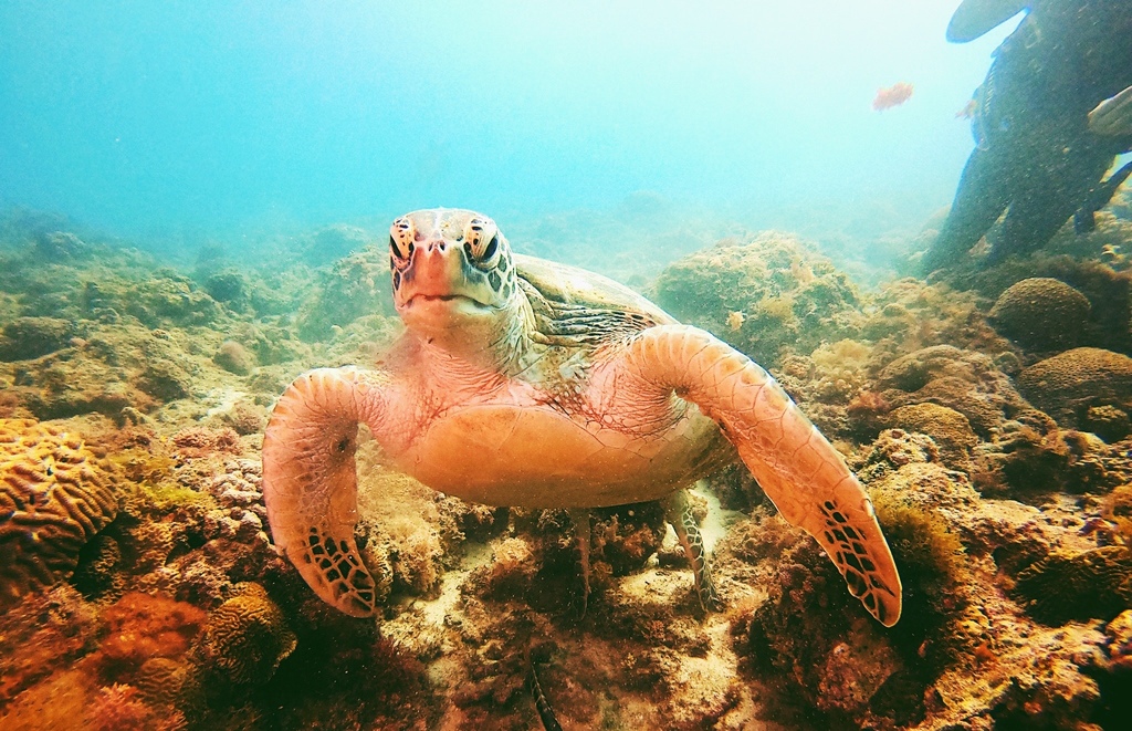 小琉球diving 居琉潛水體驗