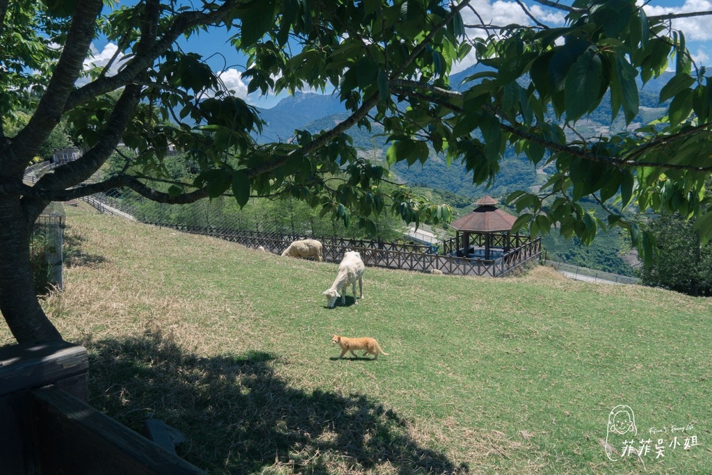 清境農場 青青草原