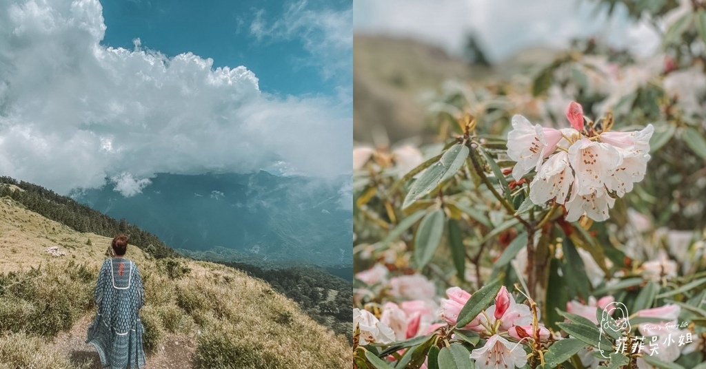 合歡山,杜鵑花季,清境農場,高乘載交通管制,鳶峰觀景台,合歡主峰,石門口,南投,杜鵑花,懶人