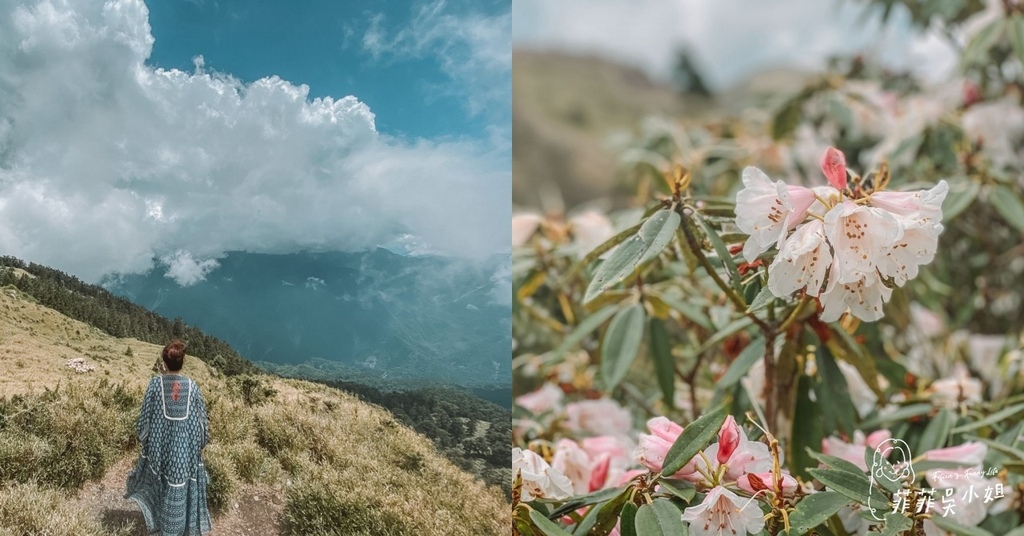 南投,合歡山,杜鵑花,懶人包,南投景點