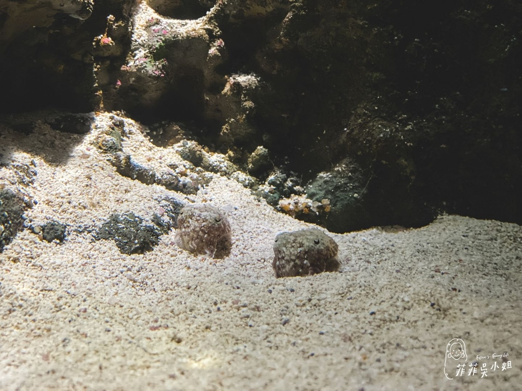 Xpark桃園水族館