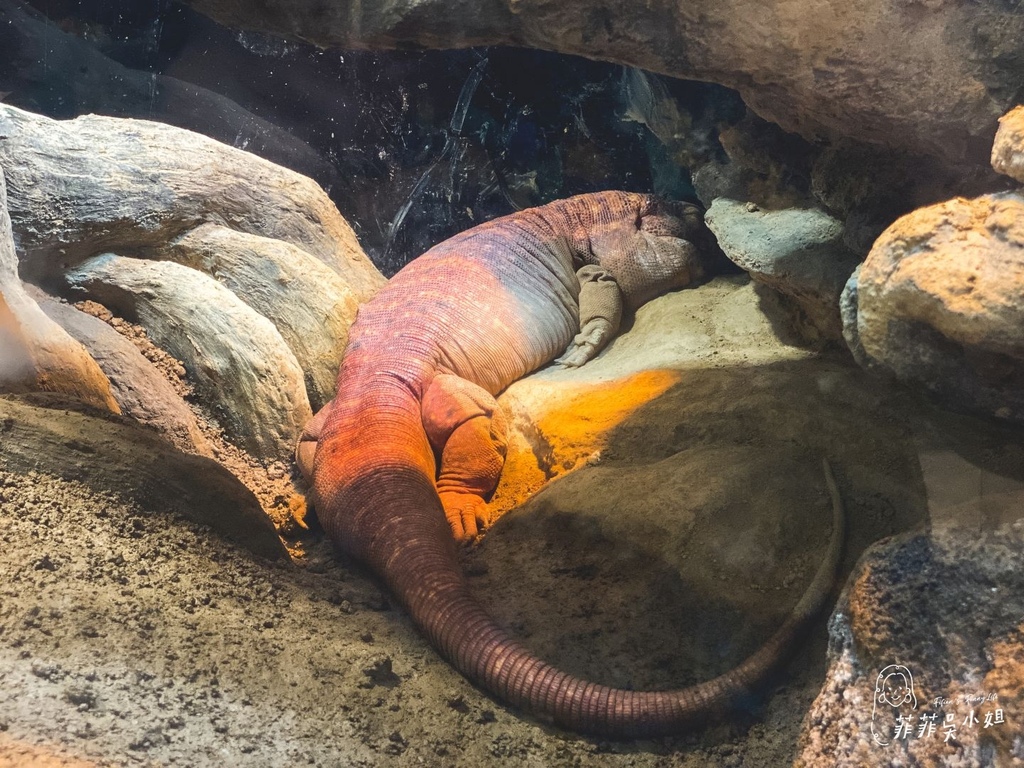 Xpark桃園水族館