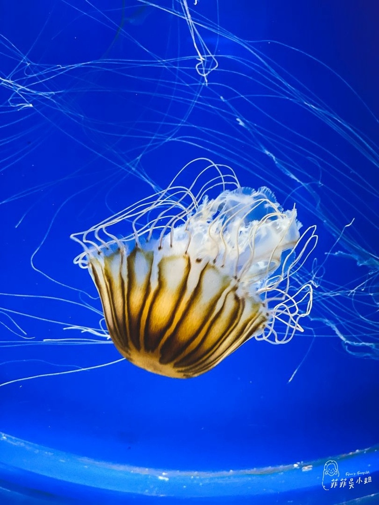 Xpark桃園水族館