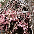 櫛田神社