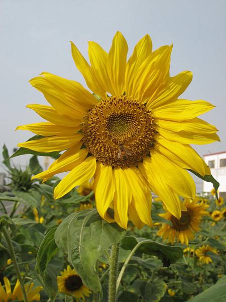 IMG_2512 IMG_2512