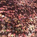 IMG_3732.JPG
