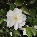 IMG_3740.JPG