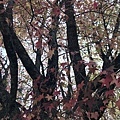 IMG_3805.JPG