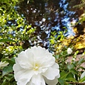 IMG_3939.JPG