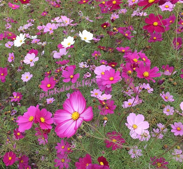 台中大里溪畔仁化里波斯菊花海