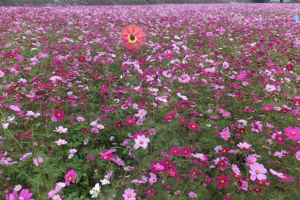 台中大里溪畔仁化里波斯菊花海