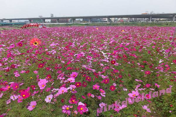 台中大里溪畔仁化里波斯菊花海