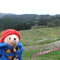 D04鴨川大山千枚田.JPG